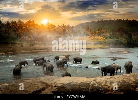 Fauna selvatica nella giungla Foto Stock