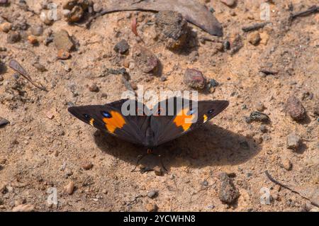 Esotica falena delle farfalle su piste sterrate nel Bush australiano, poggiata su un terreno di arenaria Foto Stock