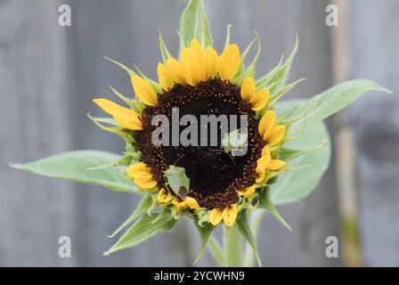 Insetti di scudo verde su un girasole Foto Stock