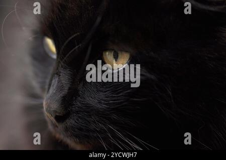 Foto macro di un gatto nero da vicino, un occhio a fuoco, gatto nero soffice che guarda con attenzione, occhi gialli Foto Stock