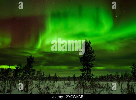 Aurora boreale Svezia, Parco Nazionale di Abisko, pini di fronte all'aurora boreale, Circolo Polare Artico, aurora boreale verde, cielo stellato, in mezzo al vento Foto Stock