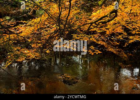 Logie Steading Forres Scotland una passeggiata lungo le rive del fiume Findhorn con foglie di faggio color autunno sull'acqua Foto Stock
