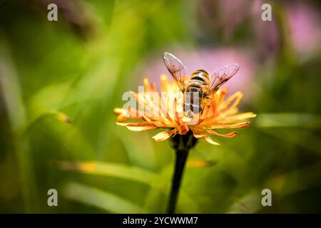 Wasp raccoglie il nettare dal fiore crepis alpina Foto Stock