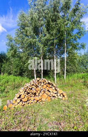 Pile of raw wood logs at the forest in summertime against the birch trees Stock Photo