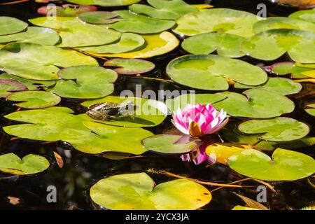 pittoresca immagine accanto allo stagno mostra un giglio d'acqua rosa che si innalza dalle profondità dell'acqua incorniciato da lussureggianti gigli verdi. Sulla destra c'è un miniatur Foto Stock