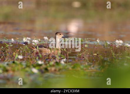 Anatra fischiante minore o anatra fischiante indiana che nuota in un lago. Questa foto è stata scattata dal Bangladesh. Foto Stock