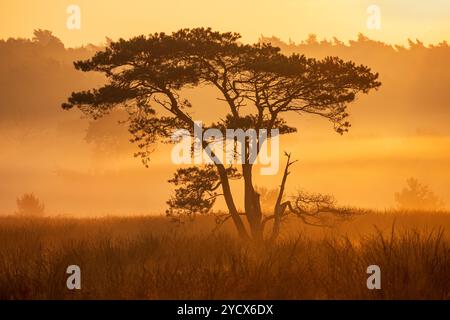 A volte, sembra l'Africa sulla Veluwe durante la mattina presto. Il pino solitario sulla brughiera durante una mattina nebbiosa, con il sole nascente Foto Stock