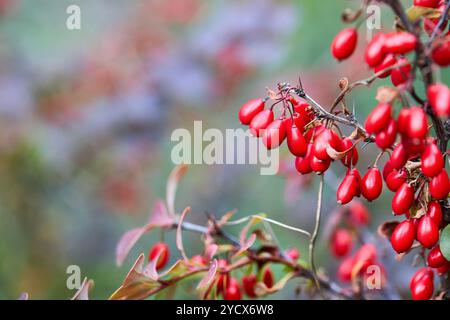 Berberis o Barberry grande genere di arbusti decidui e sempreverdi che si trovano in tutte le regioni temperate e subtropicali del mondo. Ramificare con maturo Foto Stock