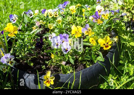 Bella Pansies o viole cresce sull'aiuola di fiori nel giardino estivo Foto Stock