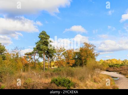 Paesaggio di brughiera lacustre con querce (Quercus robur) e pini a Frensham Little Pond, Waverley, Surrey, Inghilterra sud-orientale in autunno Foto Stock