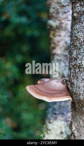 Birch Polypore (fomitopsis betulina) fungo che cresce su un tronco di betulla d'argento a Frensham Little Pond, Surrey, Inghilterra sud-orientale in autunno Foto Stock