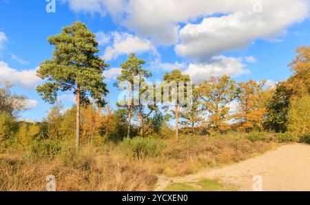 Paesaggio di brughiera lacustre con querce (Quercus robur) e pini a Frensham Little Pond, Waverley, Surrey, Inghilterra sud-orientale in autunno Foto Stock