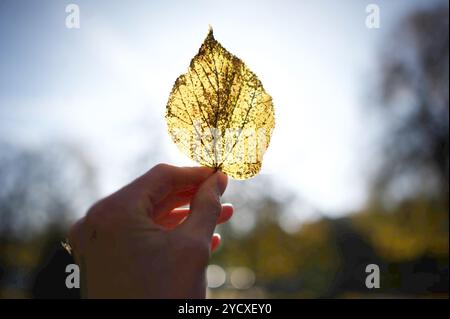 Flensburg, Schleswig-Holstein Ein Blättchen liegt sanft in der Fotografen-hand, sowohl mit als auch gegen die Herbst-Sonne fotografiert. Im Hintergrund erstrahlt der Park im Warmen Sonnenschein, dessen goldenes Licht die bunten Farben der herbstlichen Blätter verstärkt. Dieses Bild fängt den Zauber des Moments ein und zeigt die Verbindung zwischen der Vergänglichkeit der Natur und der ewigen Schönheit des Augenblicks. Es ist ein Spiel von Licht und Schatten, das die Veränderungen der Jahreszeit symbolisiert und den Zuschauer zur Achtsamkeit für die kleinen Wunder des Lebens anregt. Aufnahne vo Foto Stock