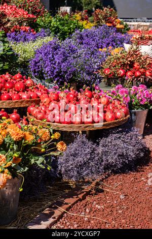 Un'esposizione luminosa e colorata di melograni freschi insieme a vari fiori vivaci, tra cui le palestre viola e le dalie arancioni, in un mercato all'aperto Foto Stock