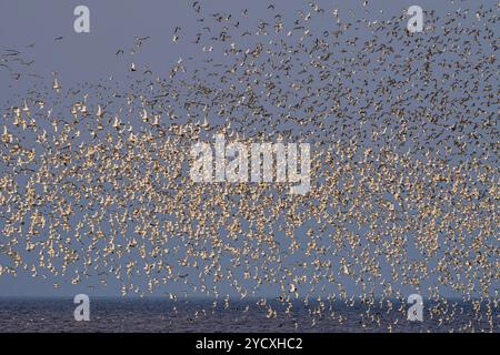 Migliaia di Godwits dalla coda nera a metà volo sopra le calme acque marine vicino a Helgoland, creando una fitta nuvola di uccelli contro un cielo morbido. Foto Stock