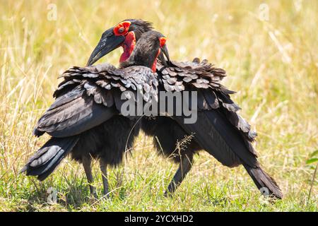 Un paio di buceri terrestri meridionali, Bucorvus leadbeateri, si impegnano nella reciproca preparazione tra le lussureggianti erbe di Masai Mara questo comportamento rafforza la t Foto Stock