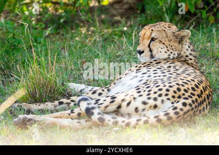 Un ghepardo tranquillo si trova nell'erba, rilassandosi all'ombra nella riserva nazionale Maasai Mara del Kenya, che mostra l'habitat naturale di questo elegante parco Foto Stock