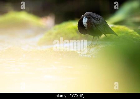 Un tuffatore europeo, Cinclus cinclus, si trova in una roccia coperta di muschio in mezzo a un fiume che scorre, circondato da una luce soffusa e naturale Foto Stock