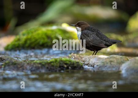 Un dipper europeo si erge su rocce coperte di muschio in mezzo a un ruscello che scorre dolcemente, mostrando il suo caratteristico forte, piumaggio scuro e patc della gola bianca Foto Stock