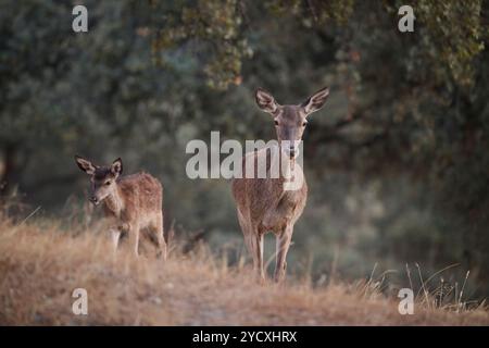 Una foto serena catturando due graziosi cervi tra la bellezza naturale dei paesaggi montuosi della Sierra Morena in Spagna. Foto Stock