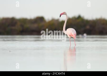 Un fenicottero solitario si erge graziosamente in acque tranquille al Delta del Ebro, in Spagna, mostrando le sue delicate piume rosa sullo sfondo naturale. Foto Stock