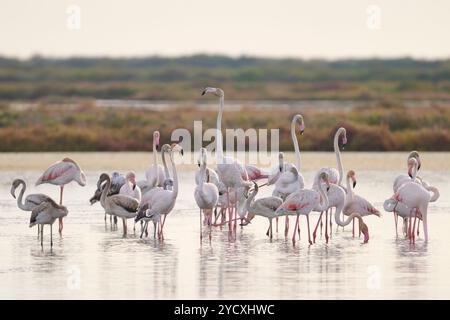 Una tranquilla scena di eleganti fenicotteri che si tuffano nelle acque del Delta del Ebro, in Spagna, che mostrano la bellezza della fauna selvatica in un tranquillo habitat naturale. Foto Stock