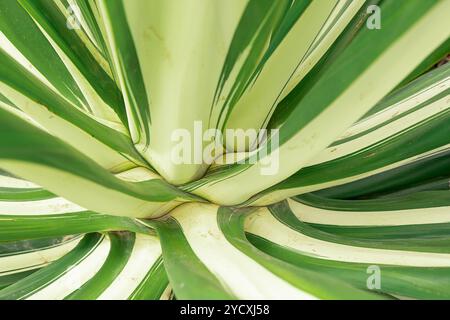 Foto dettagliata e ravvicinata di una pianta di agave, che mostra le sue foglie vibranti a strisce verdi e bianche che convergono alla base, formando un ros naturale Foto Stock