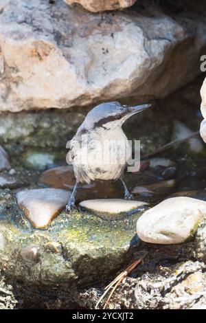 Un nuthatch si erge su rocce coperte di muschio accanto a una fonte d'acqua, mostrando la sua abilità unica di scendere dagli alberi. Foto Stock