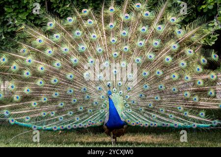 Un impressionante pavone mostra le sue splendide piume di coda, splendidamente sparse e illuminate su uno sfondo verde naturale Foto Stock