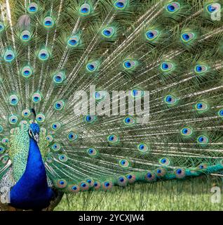 Un luccicante pavone maschile con un brillante collo blu che mostra le sue grandi piume della coda completamente estese, ricche di motivi accattivanti in una lu Foto Stock