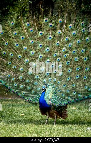 Una vivace coda di pavone, completamente esposta, mostra l'intricato motivo di ocelli a forma di occhio dell'uccello in mezzo a una vegetazione lussureggiante, simboleggiando la bellezza reale a. Foto Stock