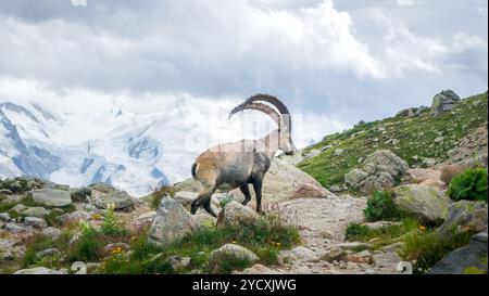 Un maestoso stambecco alpino con imponenti corna sorge su un terreno roccioso sullo sfondo di montagne innevate nelle Alpi francesi. Foto Stock