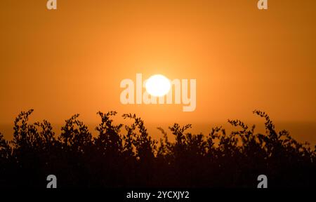 Un incantevole tramonto proietta un caldo bagliore all'orizzonte, creando una forma di arbusto contro un cielo infuocato, con l'Oceano Atlantico oltre. Foto Stock