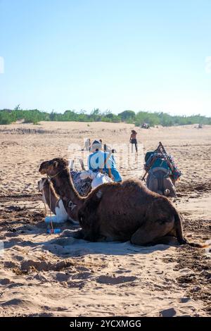 Cammelli che giace sulla spiaggia di sabbia di mare in spiaggia Essaouira, Marocco Foto Stock