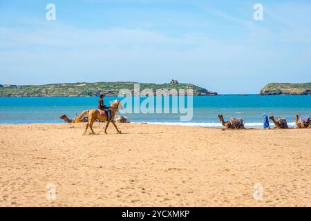 Cammelli sulla spiaggia di Essaouira Foto Stock