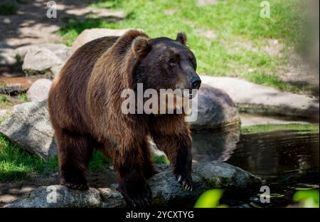 L'orso bruno (Ursus arctos) è il più diffuso orso e si trova in gran parte dell'Eurasia settentrionale e Nord America. Foto Stock