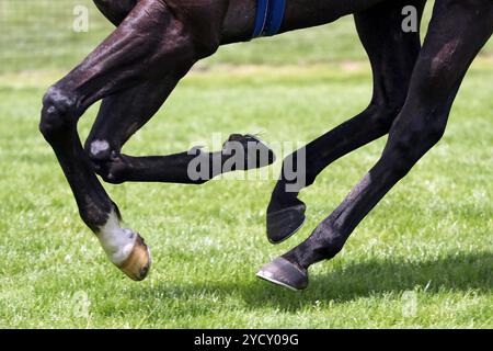 16.06.2024, Hannover, Niedersachsen, GER - Pferdebeine im Galopp auf Gras. Anschnitt, aussen, Aussenaufnahme, Beine, dettaglio, Detailaufnahme, deutsch, deutschland, Europa, europaeisch, Galopp, galoppieren, Gangart, Gras, Hannover, Hufe, Niedersachsen, niemand, Pferdebeine, QF, Querformat, Rasen, Schwebephase, Symbol, Symbolfoto, Tier, Westeuropa 240616D567HANNOVER.JPG *** 16 06 2024, Hannover, bassa Sassonia, GER gambe di cavallo galoppanti su erba, esterno, esterno, gambe, dettaglio, primo piano, tedesco, Germania, Europa, europeo, galoppo, galoppo, andatura, erba, Hannover, zoccoli, bassa Sassonia, nobo Foto Stock