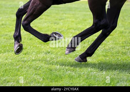 16.06.2024, Hannover, Niedersachsen, GER - Pferdebeine im Galopp auf Gras. Anschnitt, aussen, Aussenaufnahme, Beine, dettaglio, Detailaufnahme, deutsch, deutschland, Europa, europaeisch, Galopp, galoppieren, Gangart, Gras, Hannover, Hufe, Niedersachsen, niemand, Pferdebeine, QF, Querformat, Rasen, Schwebephase, Symbol, Symbolfoto, Tier, Westeuropa 240616D569HANNOVER.JPG *** 16 06 2024, Hannover, bassa Sassonia, GER gambe di cavallo galoppanti su erba, esterno, esterno, gambe, dettaglio, primo piano, tedesco, Germania, Europa, europeo, galoppo, galoppo, andatura, erba, Hannover, zoccoli, bassa Sassonia, nobo Foto Stock