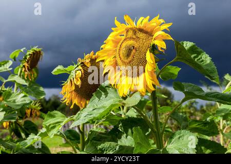 Bel colore giallo dei girasoli contro il cielo nuvoloso scuro dello sfondo Foto Stock