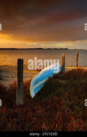 Una calda luce dorata si estende su una canoa blu brillante seduta capovolta su un letto di bastoncini da fuoco succulenti Foto Stock