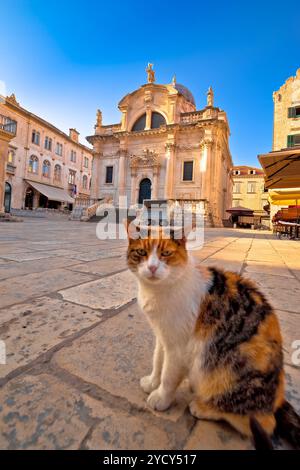 Gatto in posa su Dubrovnik street e architettura storica visualizza Foto Stock