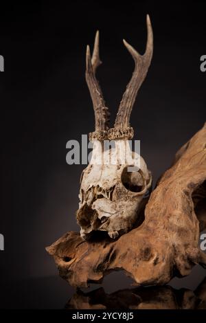 Weathered cervi cranio, nero lo sfondo dello specchio Foto Stock