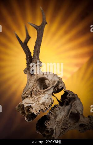 Weathered cervi cranio, nero lo sfondo dello specchio Foto Stock