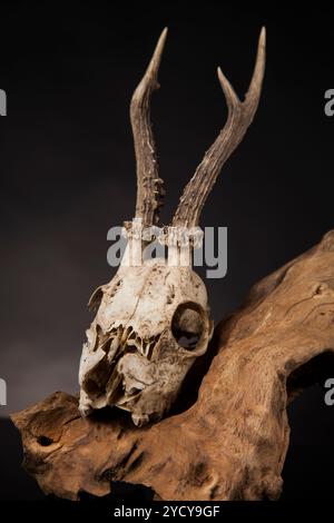 Weathered cervi cranio, nero lo sfondo dello specchio Foto Stock