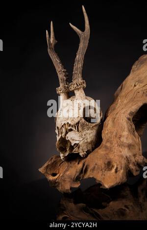 Weathered cervi cranio, nero lo sfondo dello specchio Foto Stock