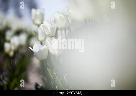 Bella close up macro tulip Foto Stock