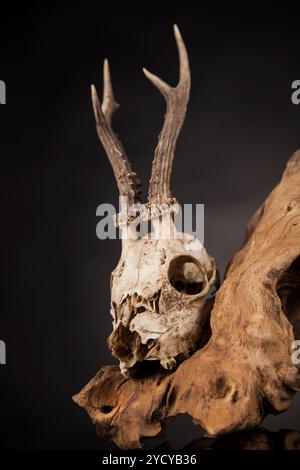 Weathered cervi cranio, nero lo sfondo dello specchio Foto Stock