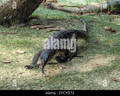 Isola di Sentosa, Singapore. Venerdì 25 ottobre. Una lucertola asiatica del monitor dell'acqua vista nella natura selvaggia sull'isola di Sentosa a Singapore credito: Thomas Faull/Alamy Live News Foto Stock