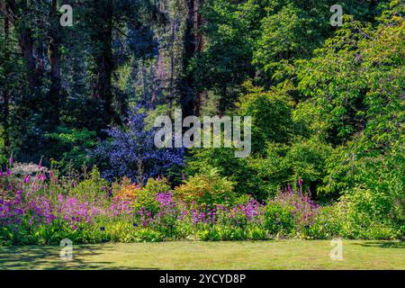 Enormi alberi boschivi e colorati arbusti e piante erbacee estive nel Woodland Garden presso il RHS Garden Rosemoor, Devon, Inghilterra, Regno Unito Foto Stock