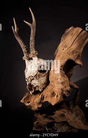 Weathered cervi cranio, nero lo sfondo dello specchio Foto Stock